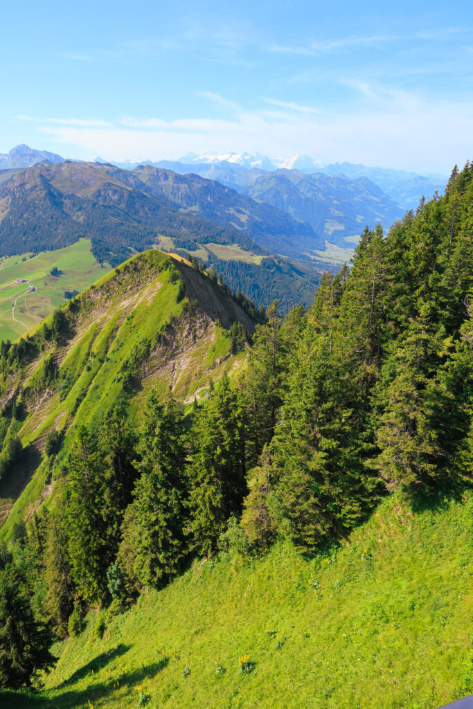 Vue depuis une crête alpine suisse en été, prairies vertes, forêt de sapins et chaîne des Alpes enneigées à l'horizon, ciel bleu