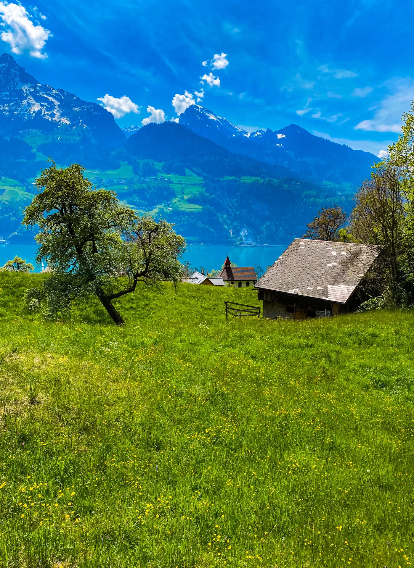 Prairie en fleurs jaunes avec chalet et clocher, lac bleu et Alpes enneigées en arrière-plan, Suisse