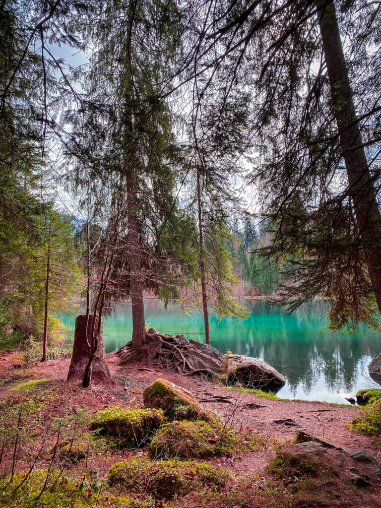 Troncs de pins aux racines apparentes au bord du lac de Caumasee, eau turquoise calme et forêt en reflet, Grisons, Suisse